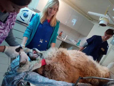 Przychodnia Weterynaryjna Trzech Diamentów lek. wet. Agnieszka Porębska